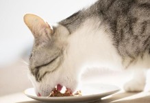 猫的饮食需求及健康建议（了解猫咪的食物喜好和饮食习惯，为它们提供健康饮食）
