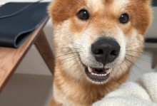 小土狗为什么会吃泥土？（探秘小土狗食泥行为的原因及意义）