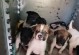 母狗生产仔犬需要多长时间？（探究母狗分娩的过程及时间）