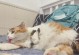 养猫的好处（拥有宠物猫的许多好处，你知道吗？）