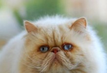 《解决波斯猫泪痕的正确方法》（宠物也需要眼部护理，这些小技巧你知道吗？）