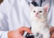 宠物猫患肥厚性心肌病的概率及预防方法（探究猫咪肥厚性心肌病的成因、症状及治疗）
