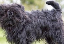 破除审美偏见，探索最丑犬品种的魅力（揭开最丑犬品种神秘面纱，你会被惊艳到的！）