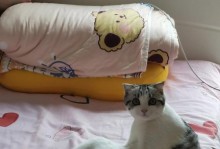 折耳猫的独特之处及养护要点（为什么折耳猫比立耳猫贵？如何科学养护折耳猫？）