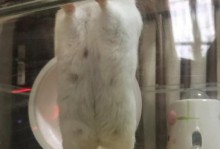 仓鼠怀孕的表现及保健指南（了解仓鼠怀孕的迹象与照顾方法，让它们健康成长）