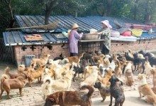 狗狗细小（了解细小病毒，保护你的爱犬健康）