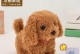 选择不掉毛的宠物犬，让家庭更清洁（解析适合室内饲养的不掉毛宠物犬品种）