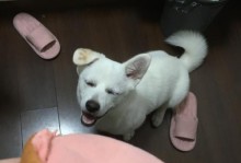 狗舔人的手代表什么？（探究狗舔人手的意义和传统）
