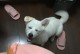 狗舔人的手代表什么？（探究狗舔人手的意义和传统）