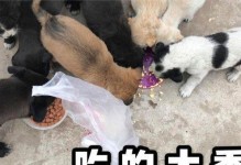 给狗灌生鸡蛋的好处（为什么给狗灌生鸡蛋是个好主意）