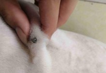 狗狗皮肤内寄生虫的原因与预防方法（了解狗狗皮肤内寄生虫的成因及防治措施）