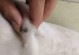 狗狗皮肤内寄生虫的原因与预防方法（了解狗狗皮肤内寄生虫的成因及防治措施）