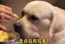 如何给刚出生的小狗提供适宜的饮食？（为新生小狗提供合理的营养和饮食习惯）
