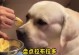 如何给刚出生的小狗提供适宜的饮食？（为新生小狗提供合理的营养和饮食习惯）