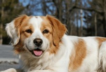 十种最适合养的狗狗（了解这些狗狗品种，让你的养狗生活更愉快）