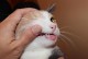 进口猫引发过敏的原因及防治方法（探究进口猫引发过敏的主要原因，提供防治方法以减轻过敏症状）