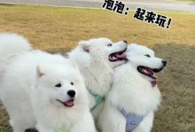 小狗遛狗频率的最佳时间（了解小狗遛狗的最佳时间以确保它们的健康和快乐）