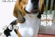 探寻比格犬和德国牧羊犬的优点与特色（了解比格犬和德国牧羊犬的性格、用途和训练方法）