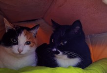 猫蹲坐收尾，揭秘猫咪的行为语言（猫蹲坐收尾是什么意思？猫咪如何用姿势传递信息？）