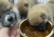 柴犬爆脸吃什么狗粮好？（为你的柴犬选择适合的狗粮，健康从饮食开始！）