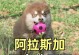 阿拉斯加犬饮食禁忌大揭秘（了解你的爱犬不能吃什么，为它的健康着想）