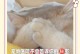 幼猫感冒（揭秘幼猫感冒的治愈时程及关键因素）