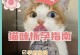 猫咪怀孕多久能摸到？（探究猫咪怀孕期间的触摸时机与方法）