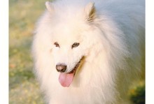 萨摩耶幼犬的科学饮食指南（如何帮助你的萨摩耶幼犬养成良好的饮食习惯）