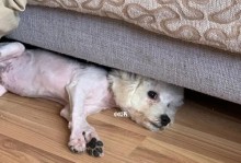 打造整整齐齐的比熊犬毛发（为你的比熊犬修剪完美造型，让它更加迷人动人）
