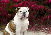 饲养英国斗牛犬的几大好处（了解英国斗牛犬养犬的好处与）