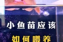 以新养的鱼多久可以喂食？（科学喂食时间，关键保健）