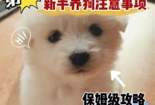 送人一只狗狗的注意事项（细致周到的准备是关键）